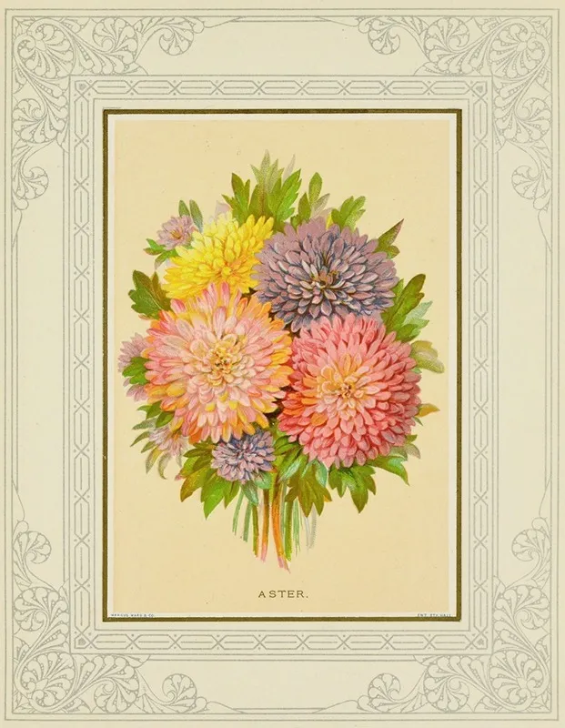 Aster Wall Art by Marcus Ward &amp; Co - High-Resolution Digital Print