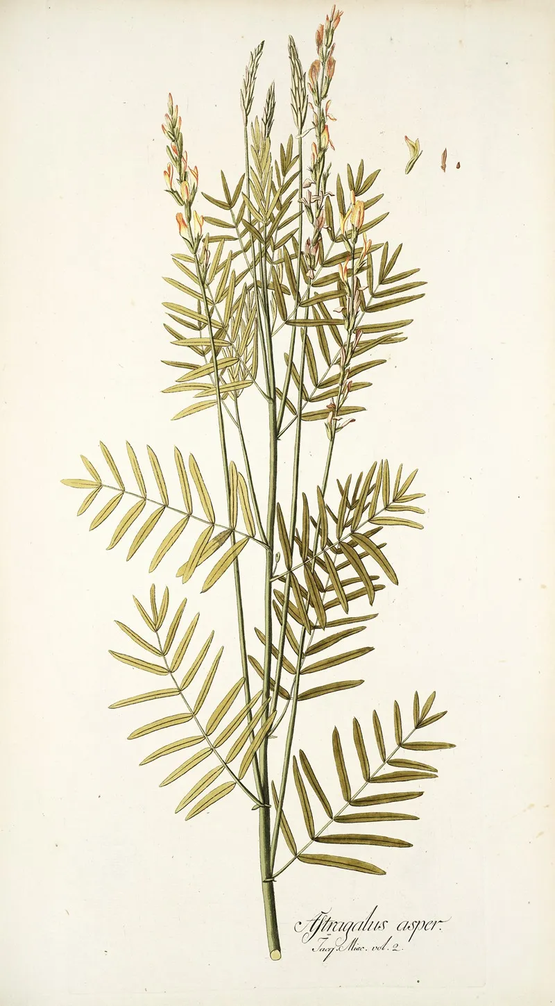Astragalus Asper Wall Art by Nikolaus Joseph Freiherr von Jacquin - High-Resolution Digital Print