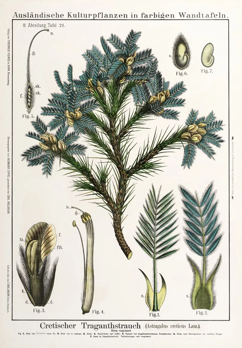 Astragalus Creticus Peul Wall Art by Hermann Zippel - High-Resolution Digital Print