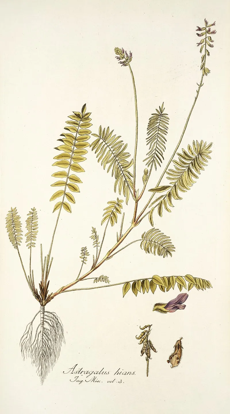 Astragalus Hians Wall Art by Nikolaus Joseph Freiherr von Jacquin - High-Resolution Digital Print