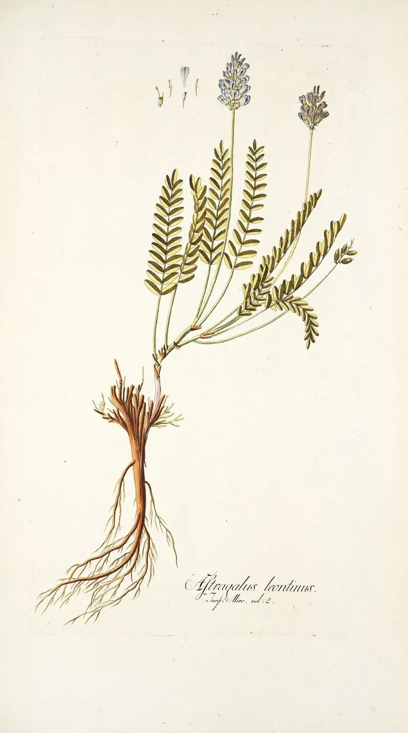 Astragalus Leontinus Wall Art by Nikolaus Joseph Freiherr von Jacquin - High-Resolution Digital Print