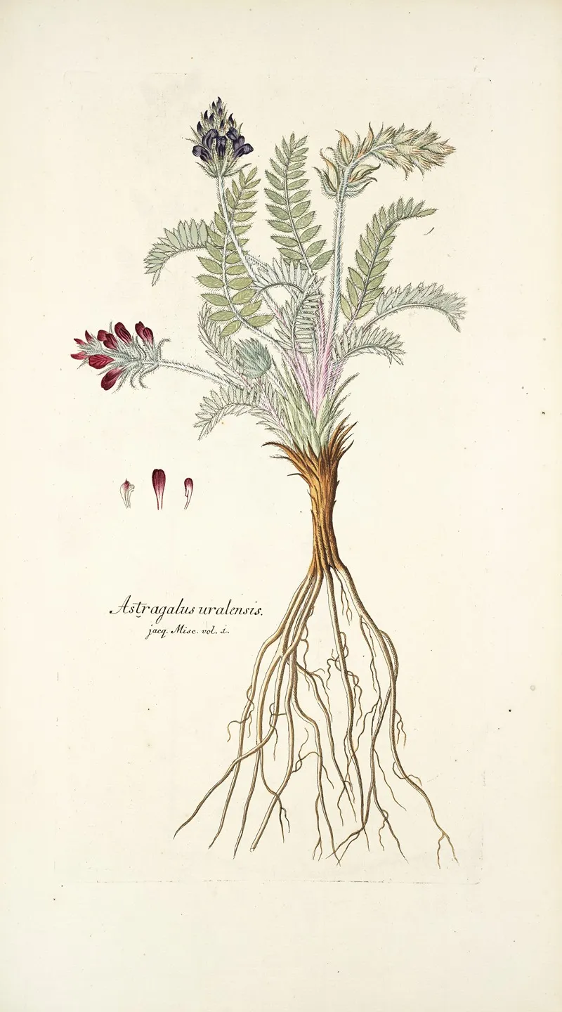 Astragalus Uralensis Wall Art by Nikolaus Joseph Freiherr von Jacquin - High-Resolution Digital Print