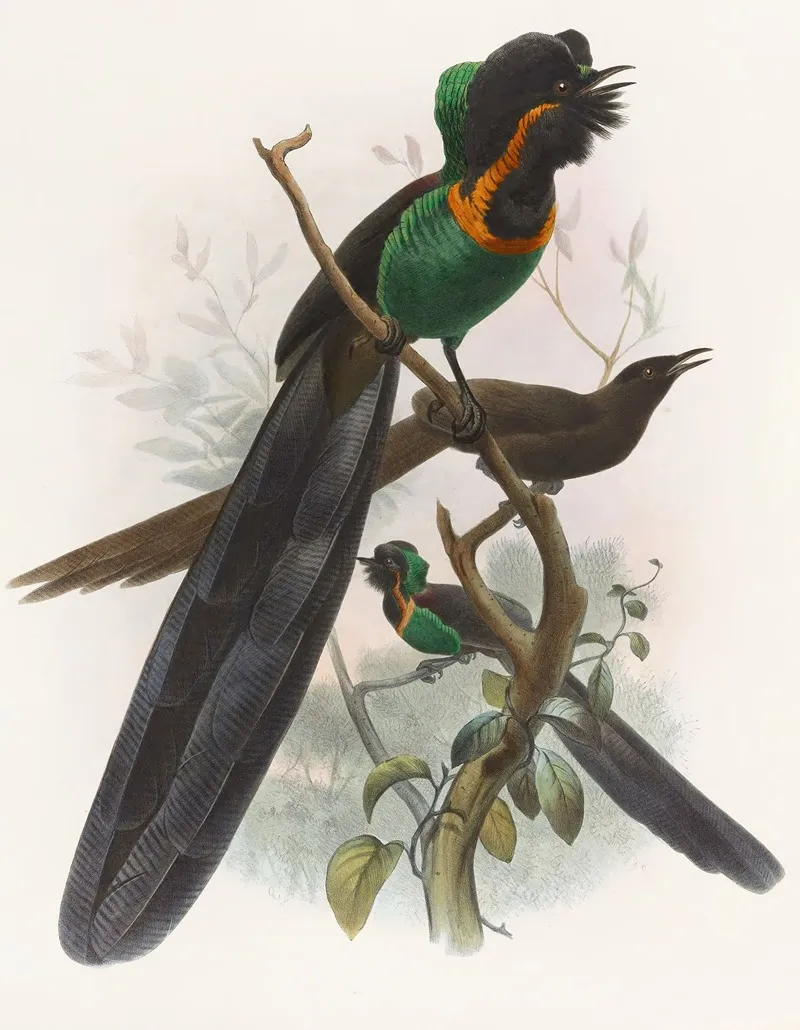 Astrapia Nigra Wall Art by Daniel Giraud Elliot - High-Resolution Digital Print