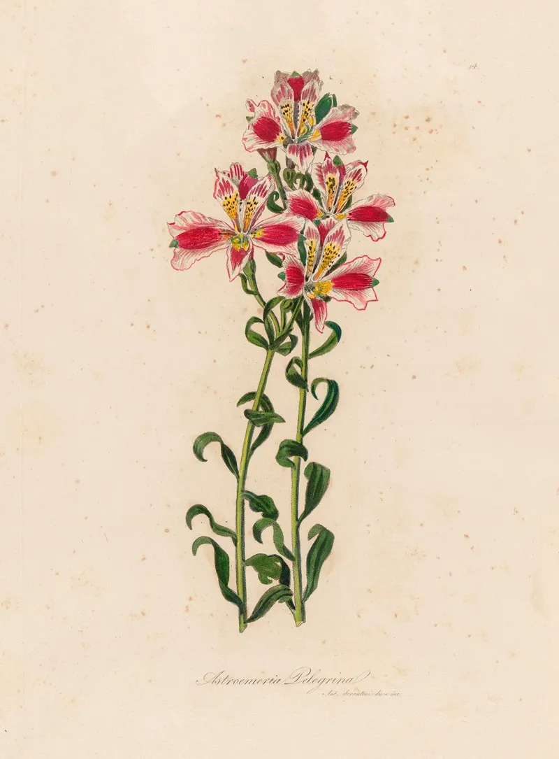 Astroemeria Pelegrina Wall Art by Gaetano Savi - High-Resolution Digital Print