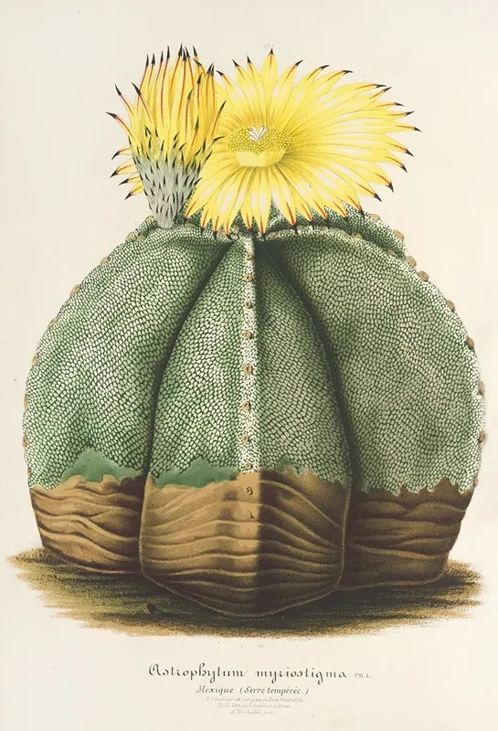 Astrophytum Myriostigma Wall Art by Charles Antoine Lemaire - High-Resolution Digital Print