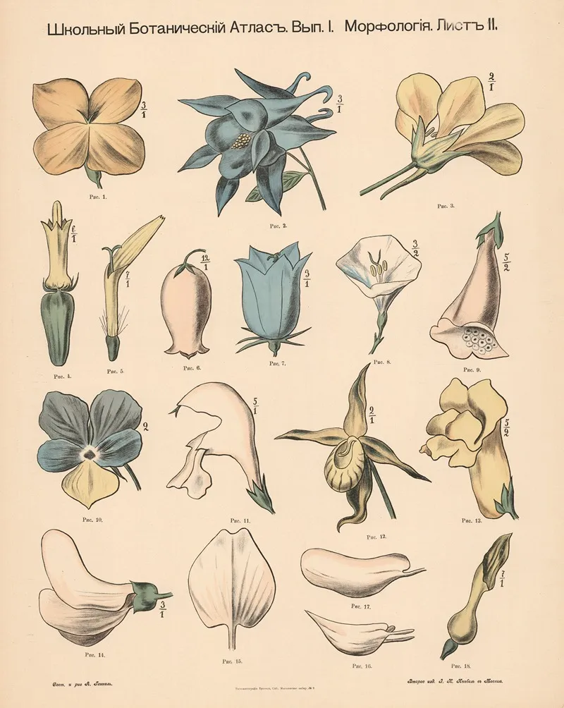 Asymmetrical Flowers Wall Art by Alexander-Paul Henckel - High-Resolution Digital Print