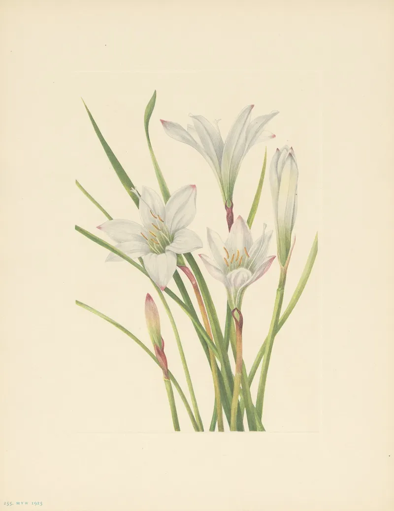 Atamasco Lily Atamosco Atamasco 3