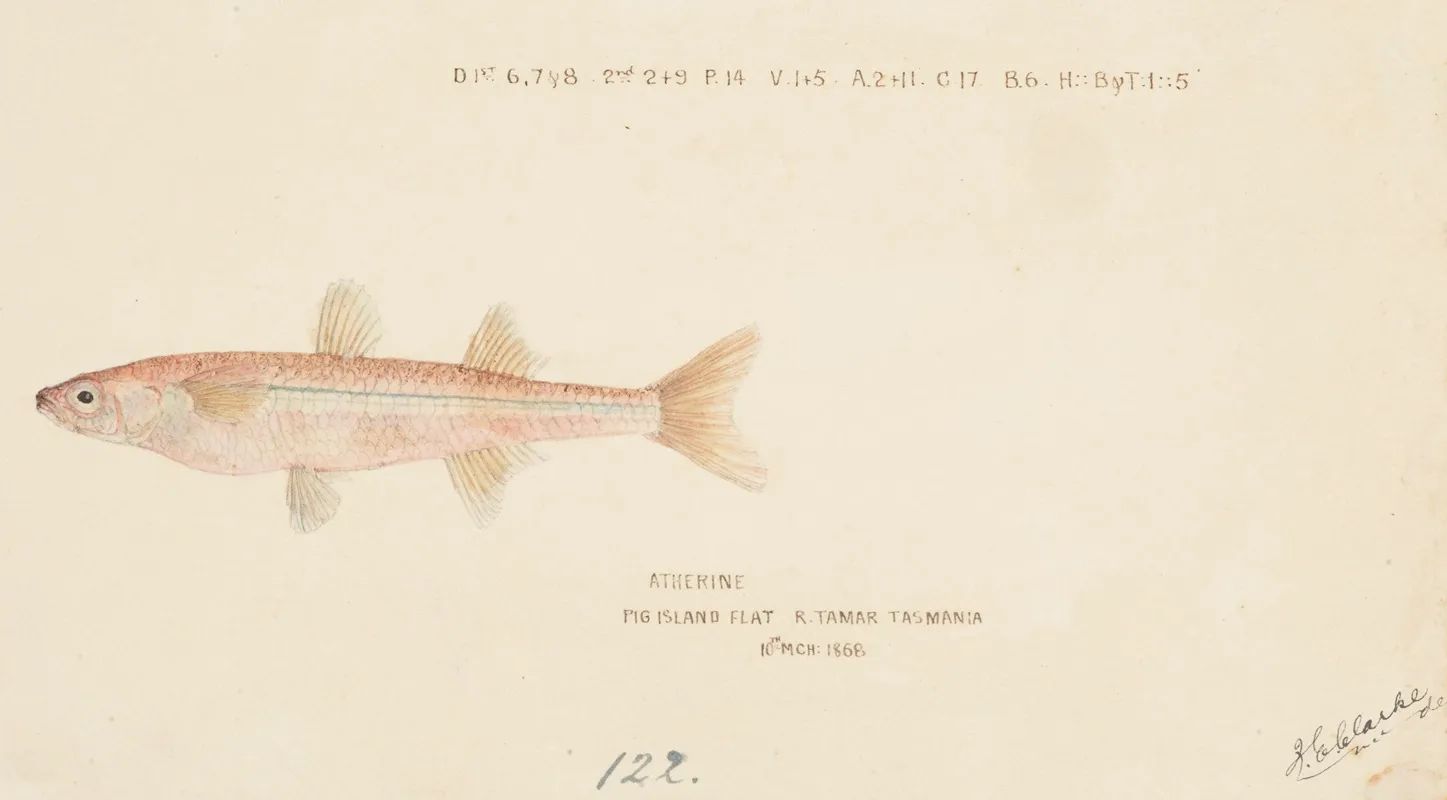 Athennidae Tas