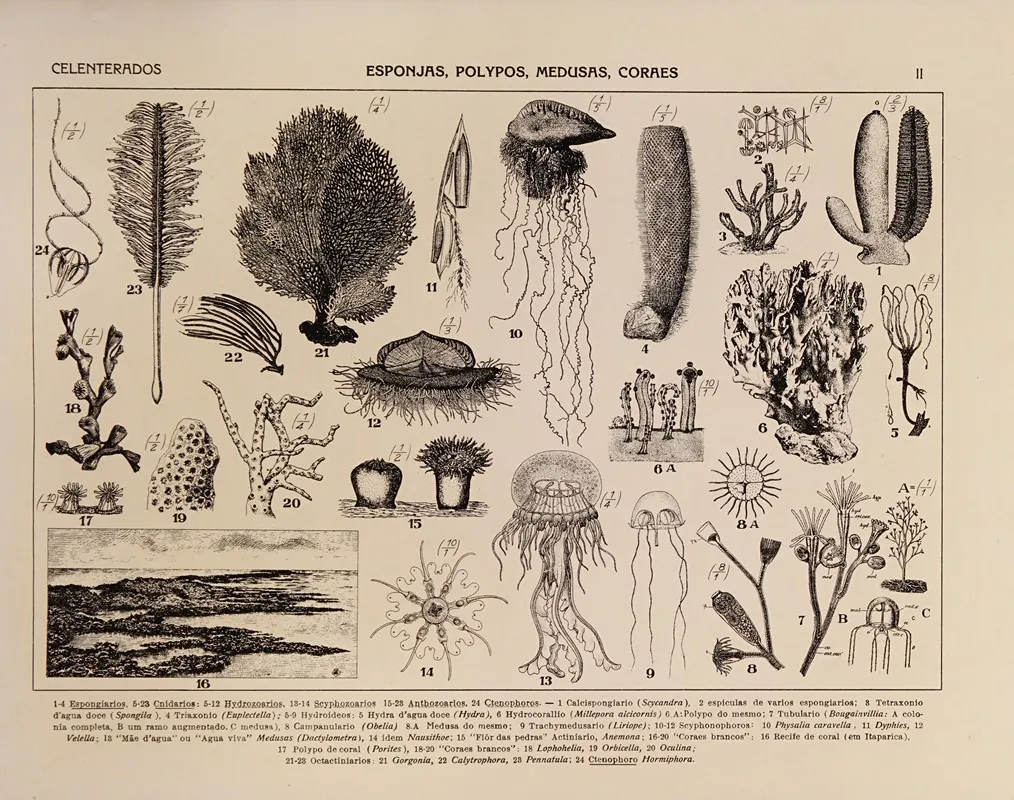 Atlas Da Fauna Do Brasil Pl 02 Wall Art by Rodolpho von Ihering - High-Resolution Digital Print