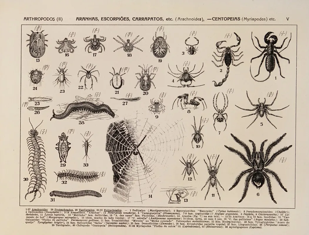 Atlas Da Fauna Do Brasil Pl 05 Wall Art by Rodolpho von Ihering - High-Resolution Digital Print