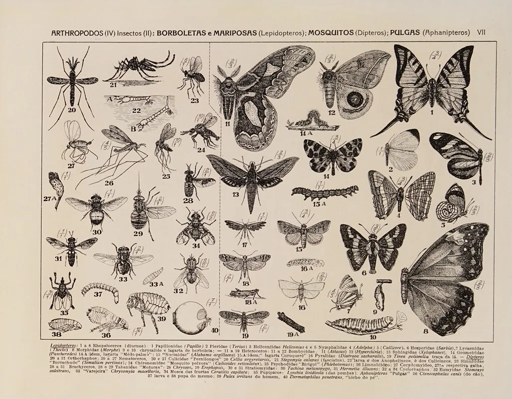 Atlas Da Fauna Do Brasil Pl 07 Wall Art by Rodolpho von Ihering - High-Resolution Digital Print