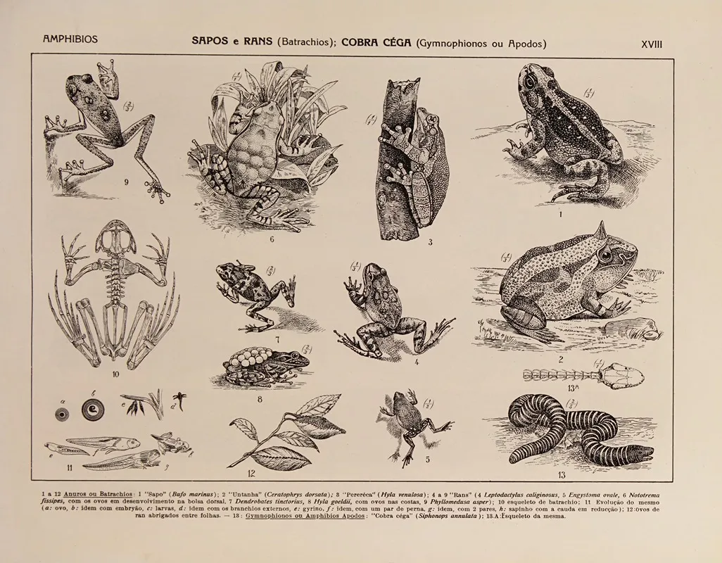 Atlas Da Fauna Do Brasil Pl 18 Wall Art by Rodolpho von Ihering - High-Resolution Digital Print
