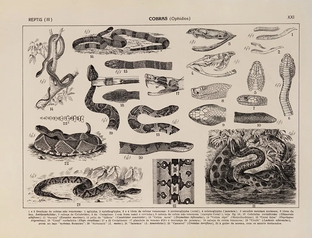 Atlas Da Fauna Do Brasil Pl 21 Wall Art by Rodolpho von Ihering - High-Resolution Digital Print