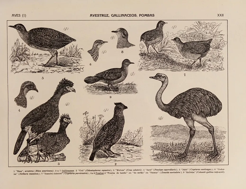 Atlas Da Fauna Do Brasil Pl 22 Wall Art by Rodolpho von Ihering - High-Resolution Digital Print