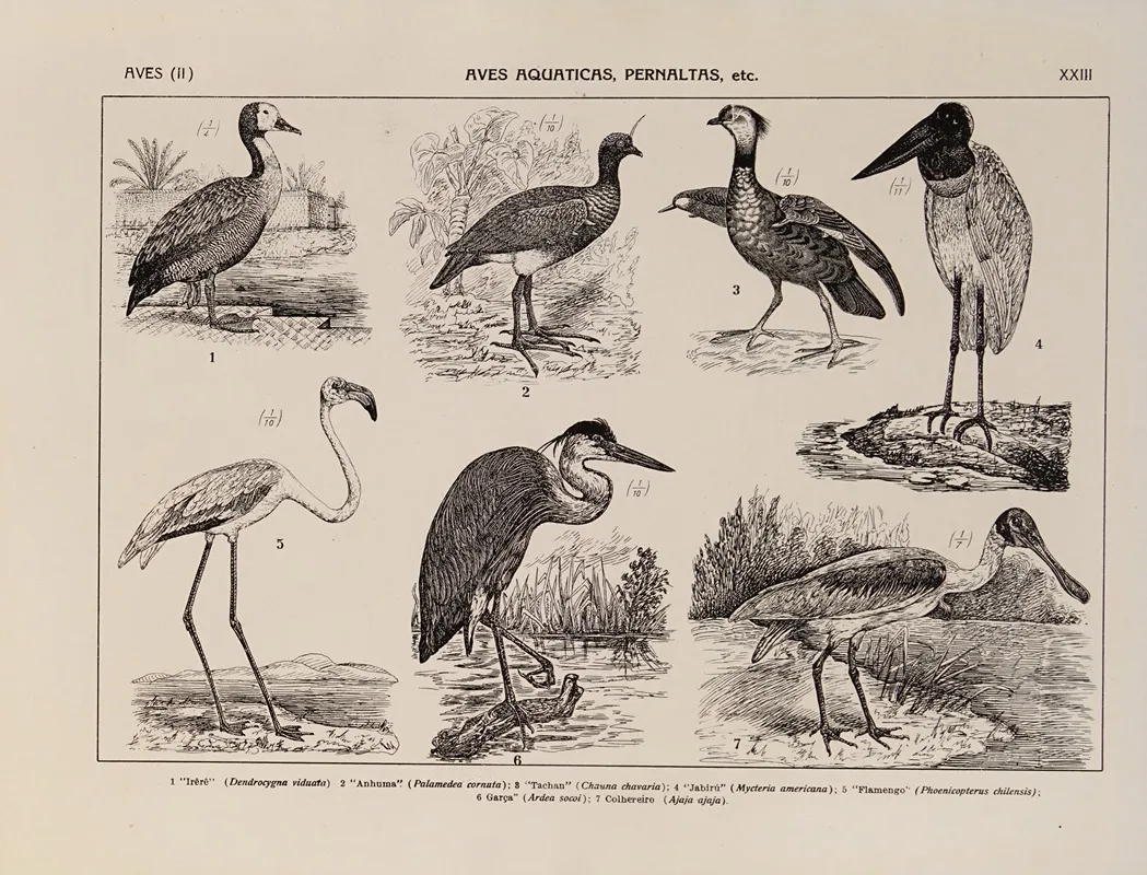 Atlas Da Fauna Do Brasil Pl 23 Wall Art by Rodolpho von Ihering - High-Resolution Digital Print