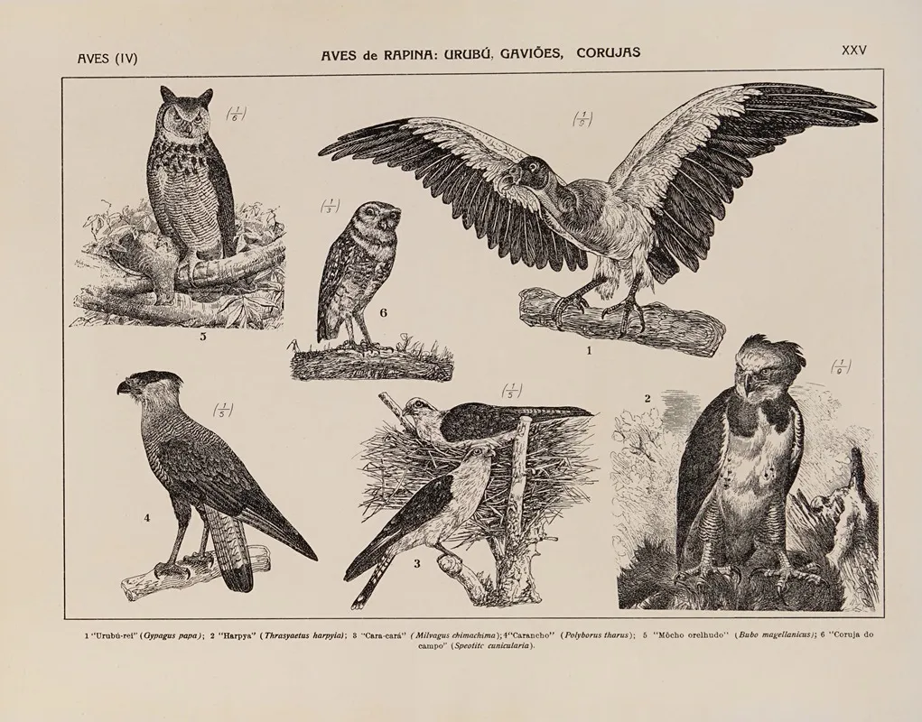Atlas Da Fauna Do Brasil Pl 25 Wall Art by Rodolpho von Ihering - High-Resolution Digital Print