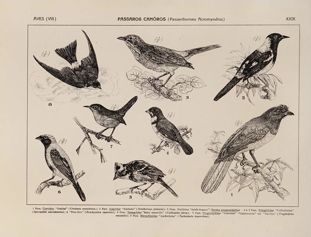 Atlas Da Fauna Do Brasil Pl 29 Wall Art by Rodolpho von Ihering - High-Resolution Digital Print