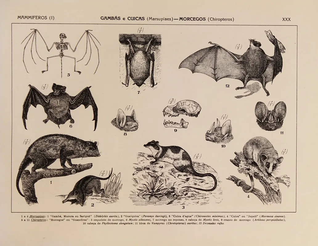 Atlas Da Fauna Do Brasil Pl 30 Wall Art by Rodolpho von Ihering - High-Resolution Digital Print