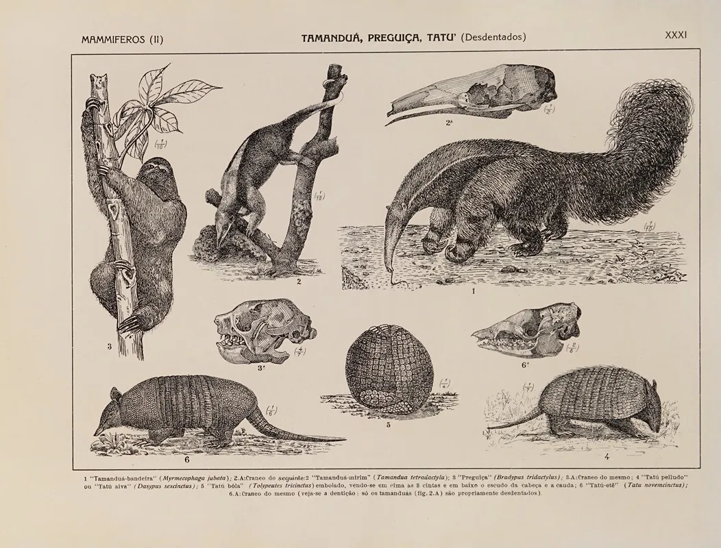 Atlas Da Fauna Do Brasil Pl 31 Wall Art by Rodolpho von Ihering - High-Resolution Digital Print