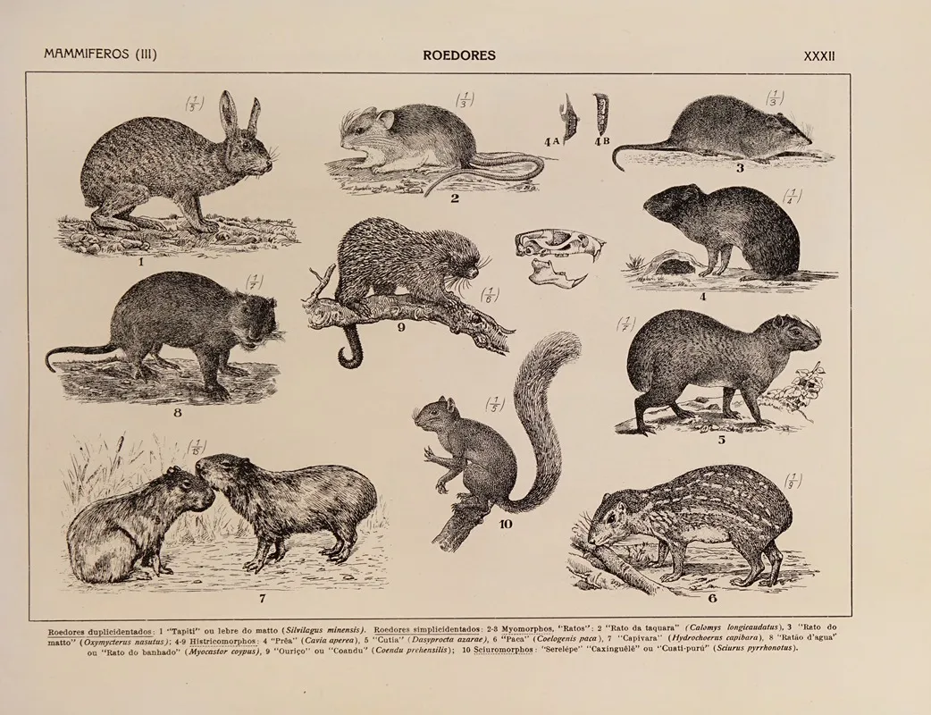Atlas Da Fauna Do Brasil Pl 32 Wall Art by Rodolpho von Ihering - High-Resolution Digital Print