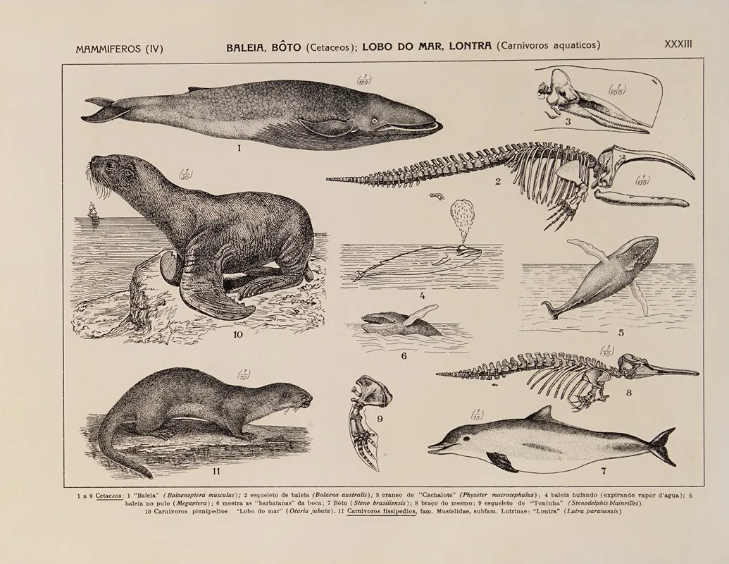 Atlas Da Fauna Do Brasil Pl 33 Wall Art by Rodolpho von Ihering - High-Resolution Digital Print