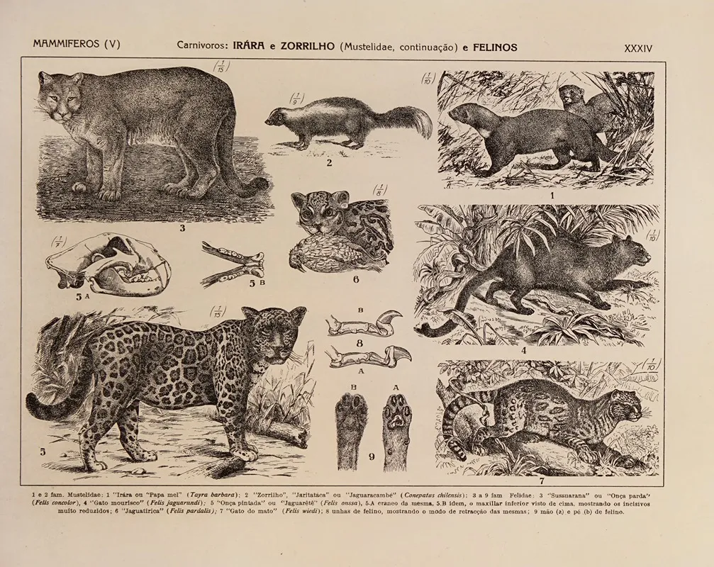 Atlas Da Fauna Do Brasil Pl 34 Wall Art by Rodolpho von Ihering - High-Resolution Digital Print