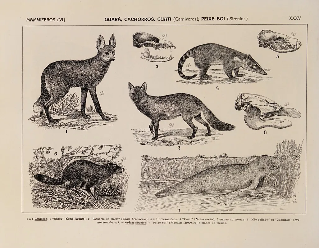 Atlas Da Fauna Do Brasil Pl 35 Wall Art by Rodolpho von Ihering - High-Resolution Digital Print
