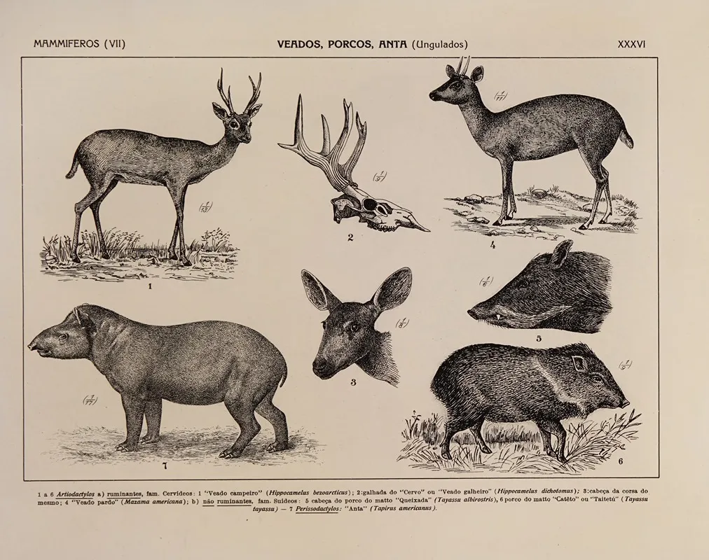 Atlas Da Fauna Do Brasil Pl 36 Wall Art by Rodolpho von Ihering - High-Resolution Digital Print