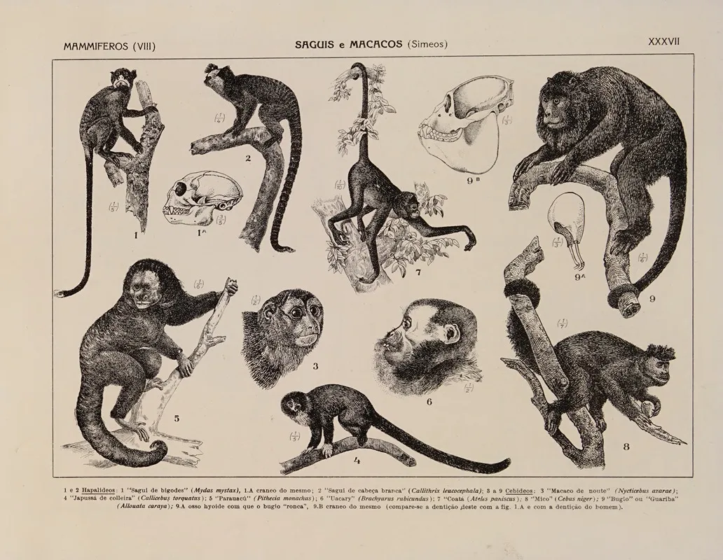 Atlas Da Fauna Do Brasil Pl 37 Wall Art by Rodolpho von Ihering - High-Resolution Digital Print