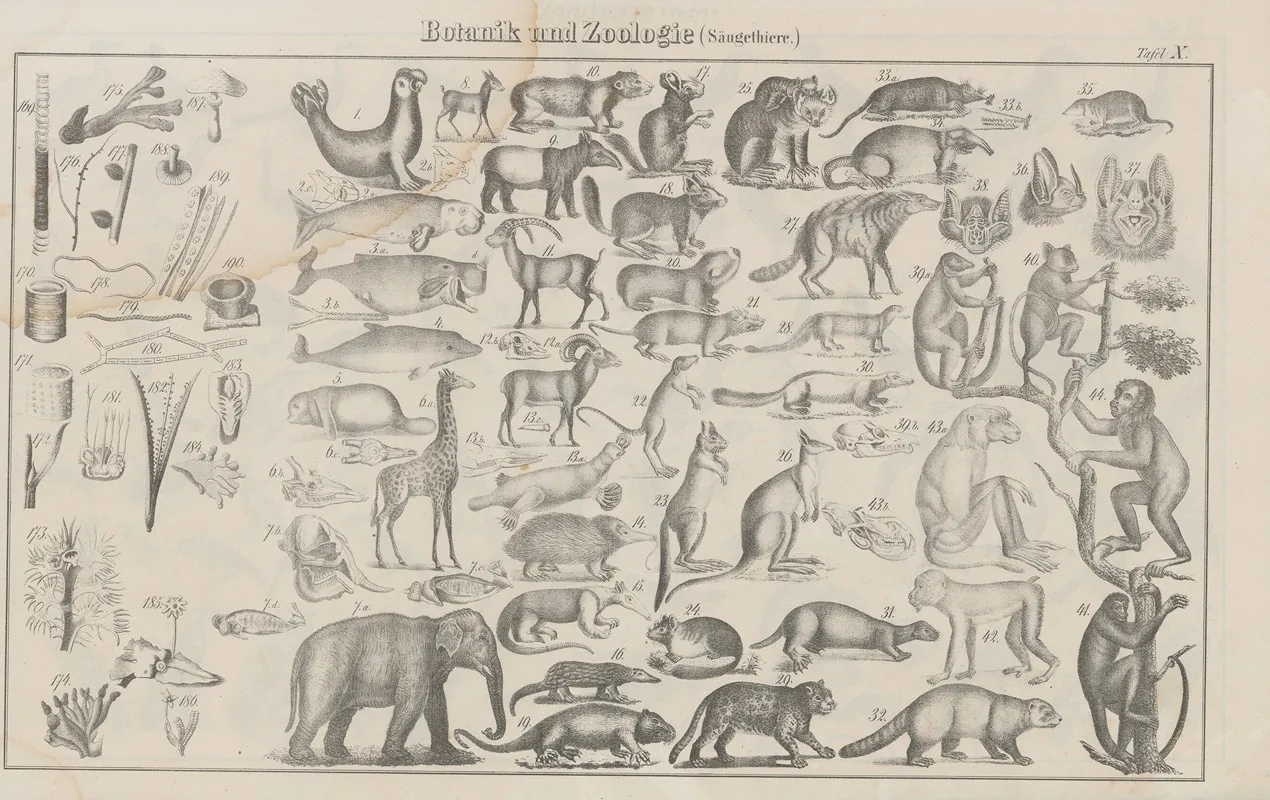Atlas Der Abbildungen Pierers Universal Lexikon Pl 14 Wall Art by Heinrich August Pierer - High-Resolution Digital Print