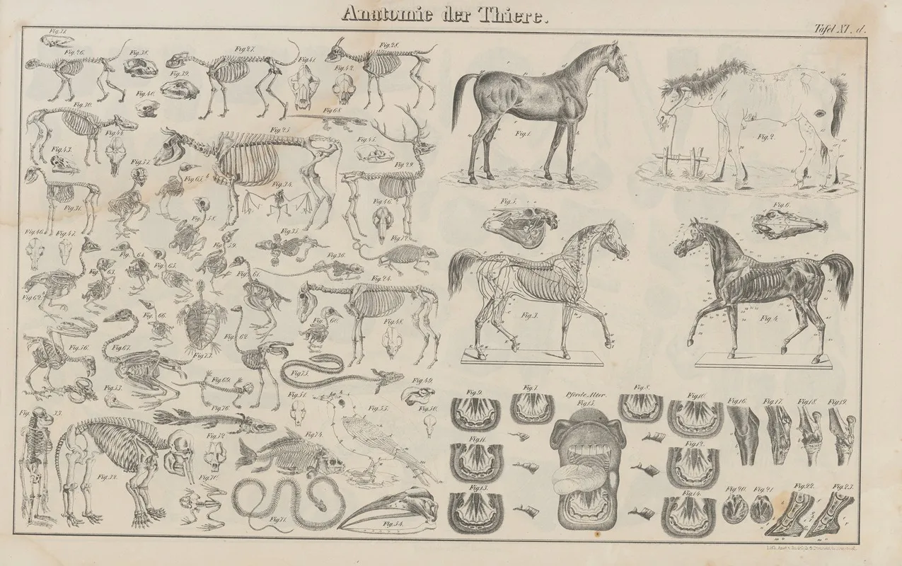 Atlas Der Abbildungen Pierers Universal Lexikon Pl 19 Wall Art by Heinrich August Pierer - High-Resolution Digital Print