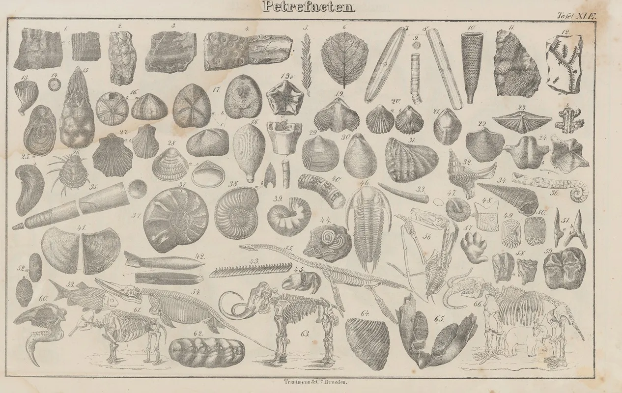 Atlas Der Abbildungen Pierers Universal Lexikon Pl 20 Wall Art by Heinrich August Pierer - High-Resolution Digital Print