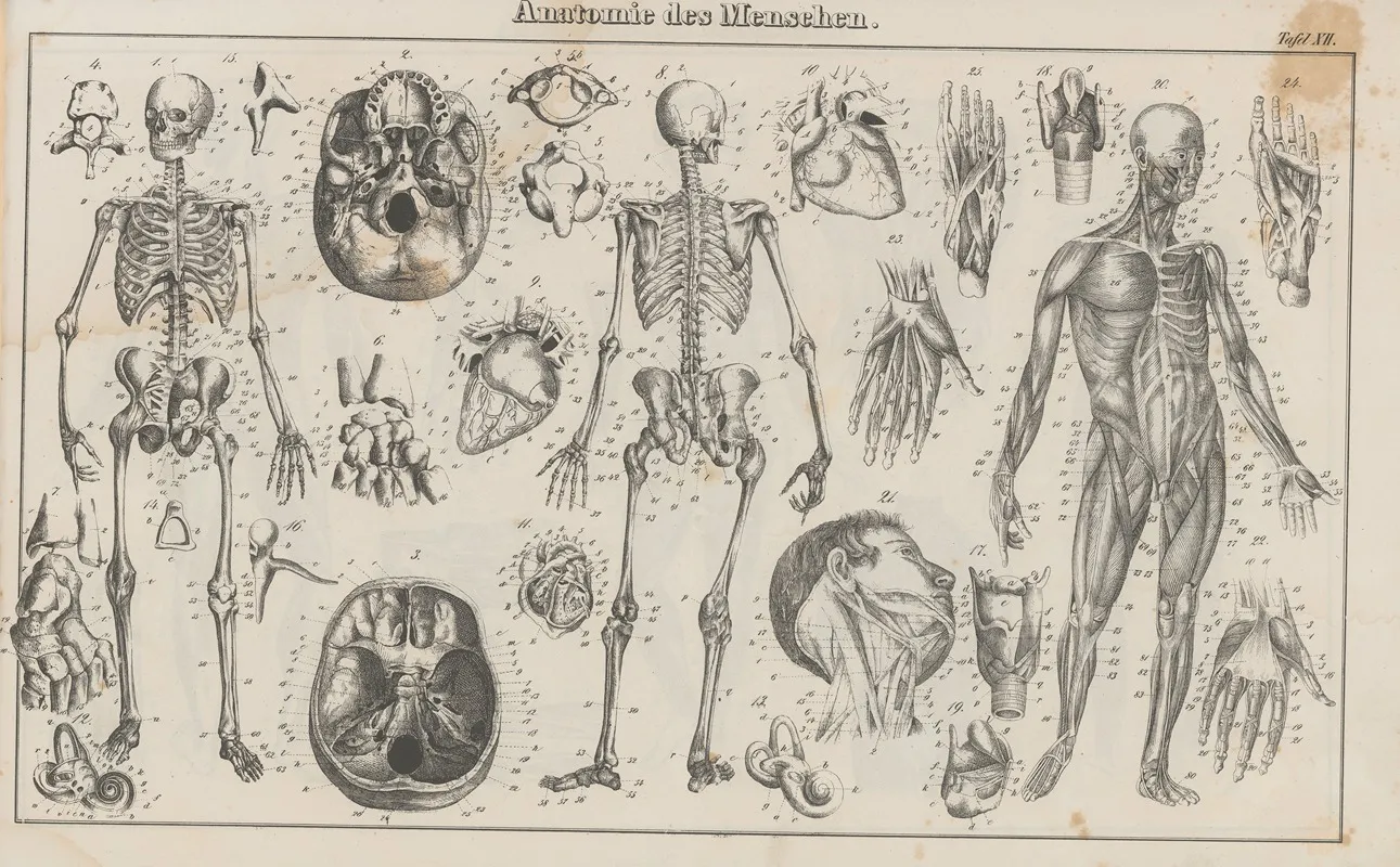Atlas Der Abbildungen Pierers Universal Lexikon Pl 21 Wall Art by Heinrich August Pierer - High-Resolution Digital Print