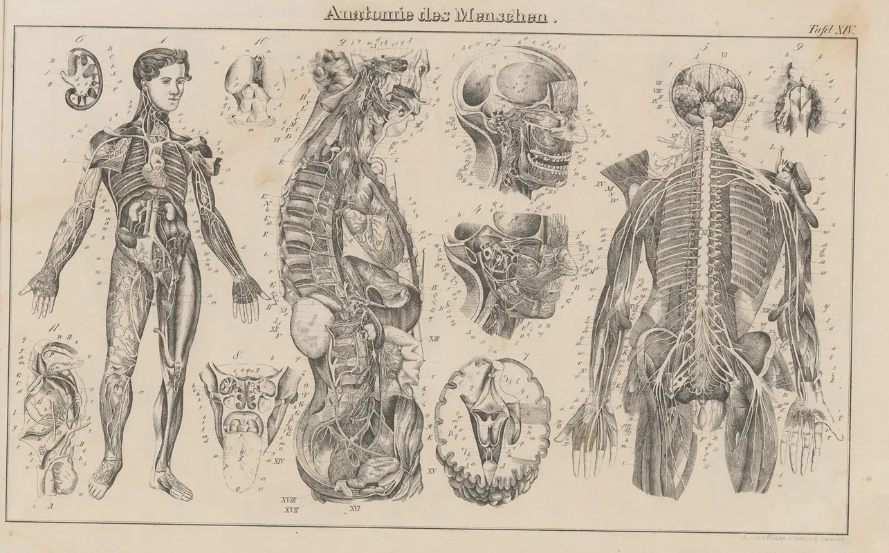 Atlas Der Abbildungen Pierers Universal Lexikon Pl 23 Wall Art by Heinrich August Pierer - High-Resolution Digital Print