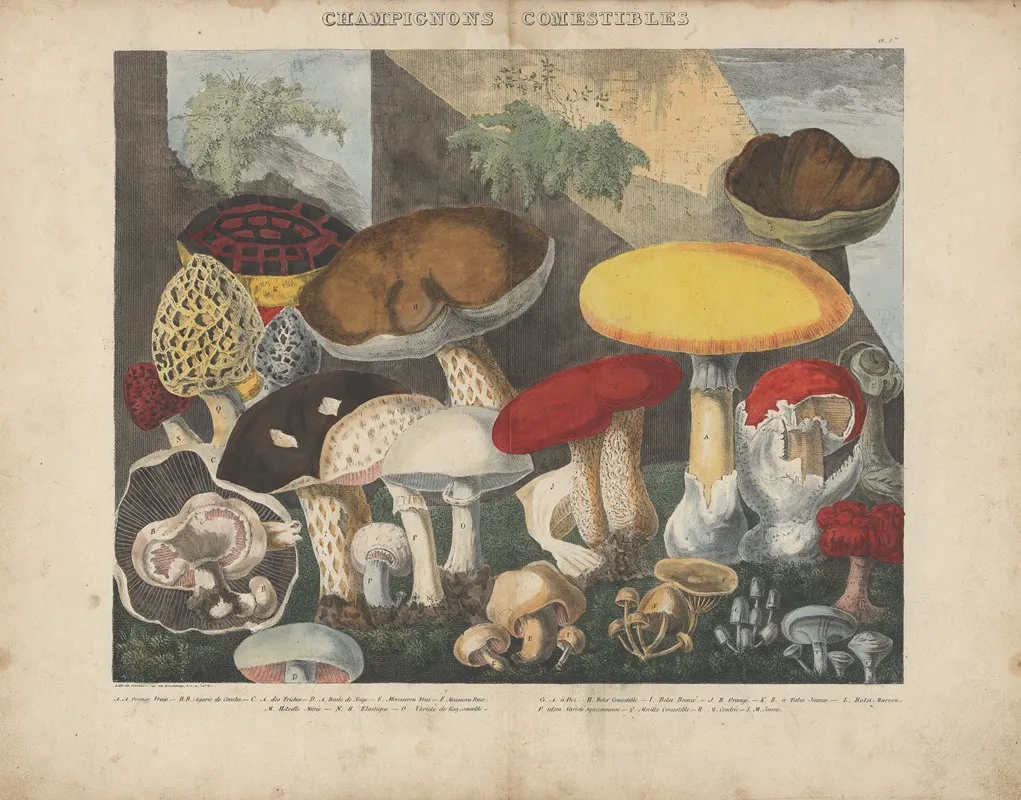 Atlas Des Champignons Comestibles Suspects Et Veneneux Pl 01 Wall Art by Michel Etienne Descourtilz - High-Resolution Digital Print