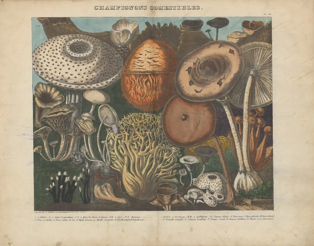 Atlas Des Champignons Comestibles Suspects Et Veneneux Pl 02 Wall Art by Michel Etienne Descourtilz - High-Resolution Digital Print