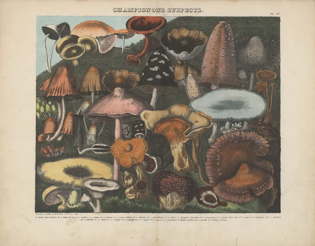 Atlas Des Champignons Comestibles Suspects Et Veneneux Pl 04 Wall Art by Michel Etienne Descourtilz - High-Resolution Digital Print