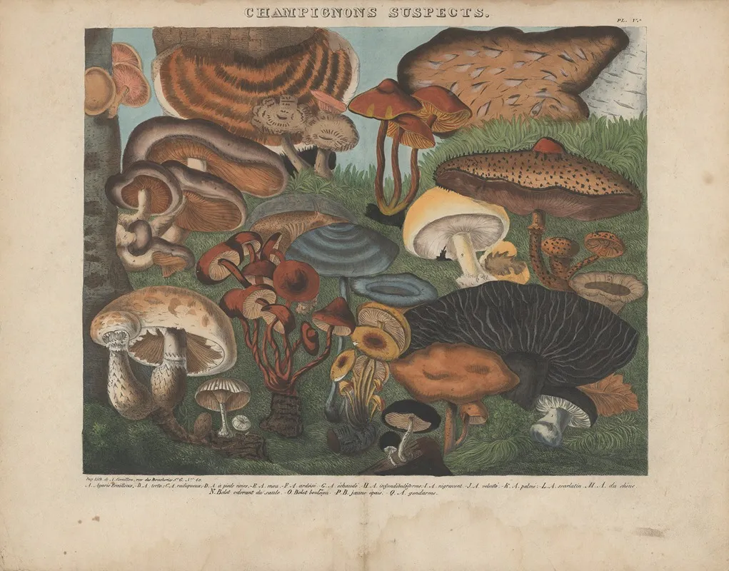 Atlas Des Champignons Comestibles Suspects Et Veneneux Pl 05 Wall Art by Michel Etienne Descourtilz - High-Resolution Digital Print