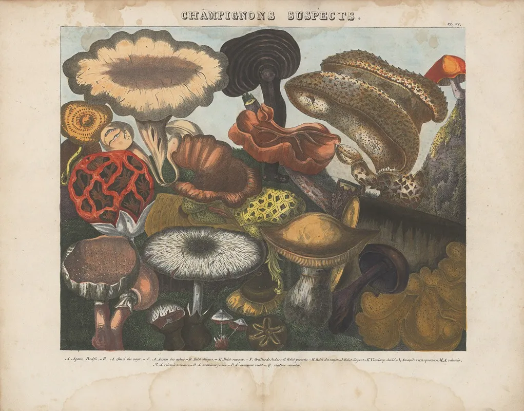 Atlas Des Champignons Comestibles Suspects Et Veneneux Pl 06 Wall Art by Michel Etienne Descourtilz - High-Resolution Digital Print