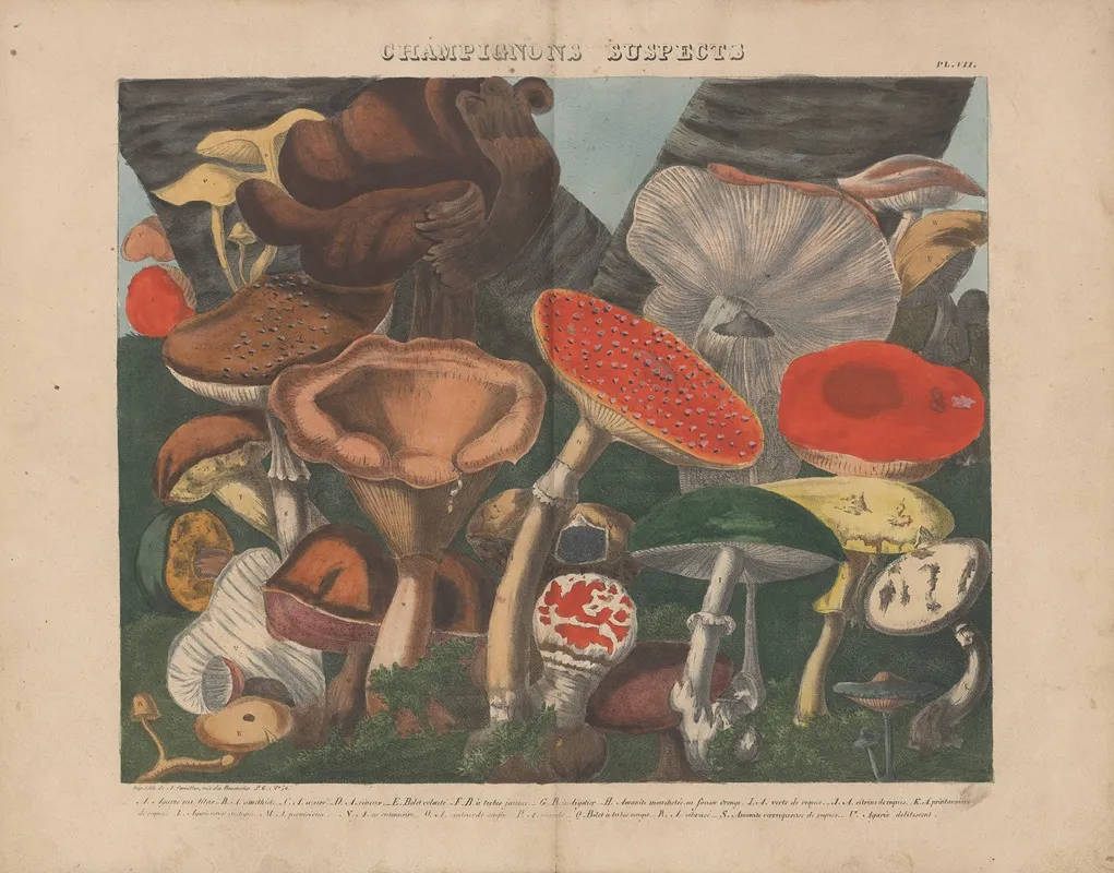 Atlas Des Champignons Comestibles Suspects Et Veneneux Pl 07 Wall Art by Michel Etienne Descourtilz - High-Resolution Digital Print