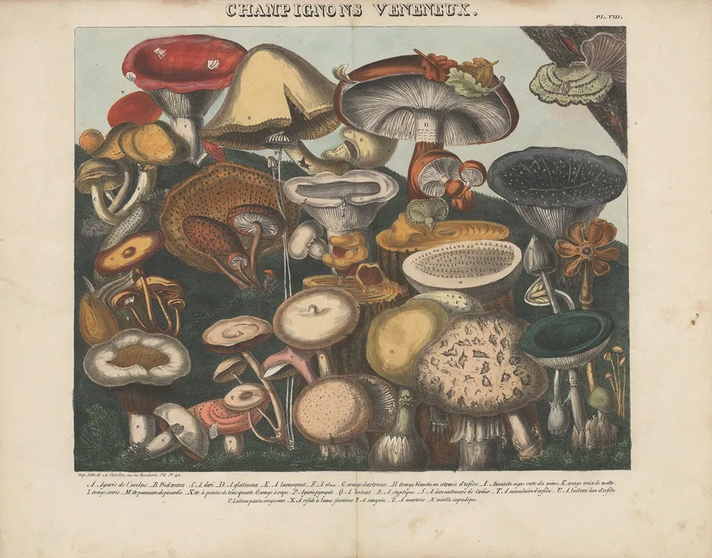 Atlas Des Champignons Comestibles Suspects Et Veneneux Pl 08 Wall Art by Michel Etienne Descourtilz - High-Resolution Digital Print