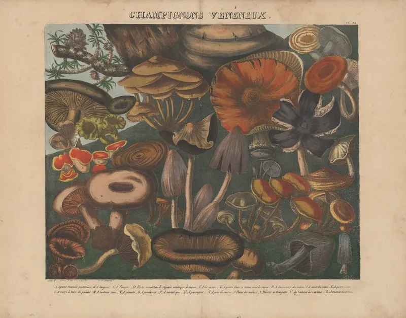 Atlas Des Champignons Comestibles Suspects Et Veneneux Pl 09 Wall Art by Michel Etienne Descourtilz - High-Resolution Digital Print
