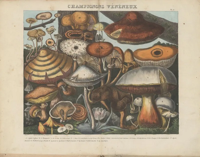 Atlas Des Champignons Comestibles Suspects Et Veneneux Pl 10 Wall Art by Michel Etienne Descourtilz - High-Resolution Digital Print