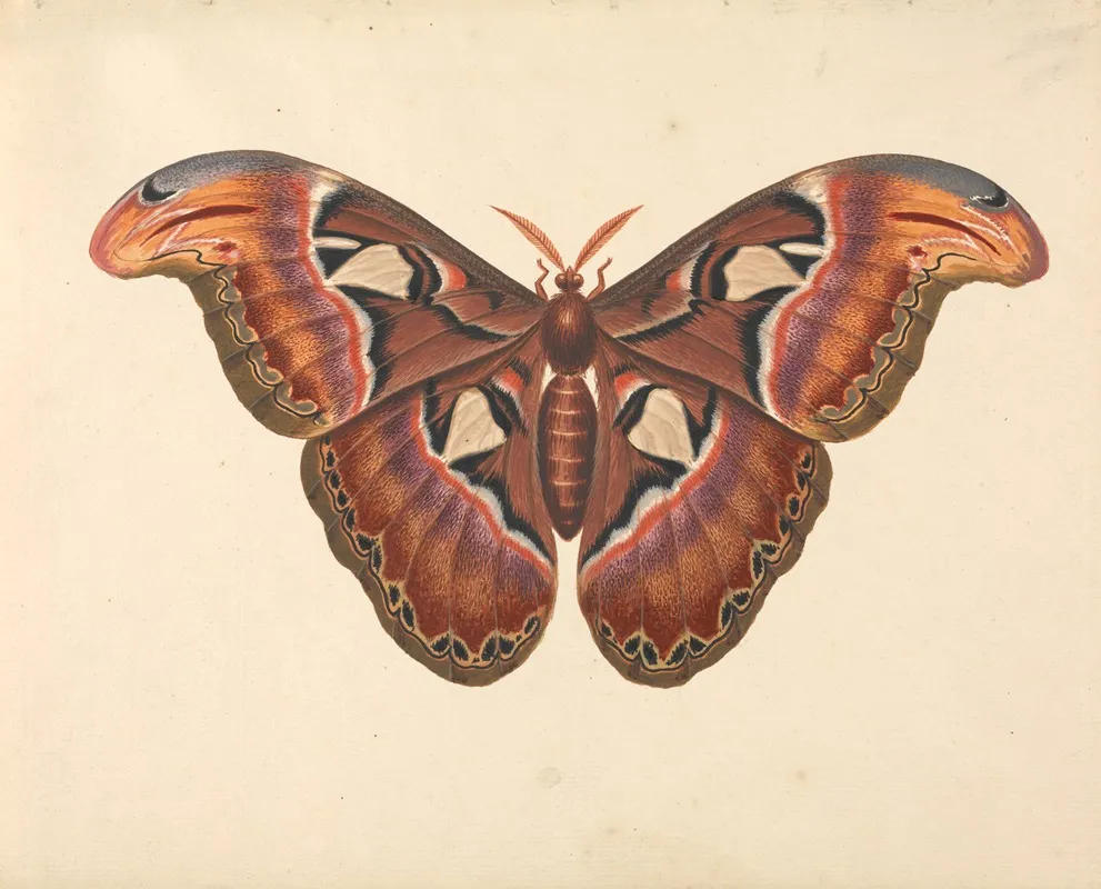 Atlas Moth 2 Wall Art by George Edwards - High-Resolution Digital Print