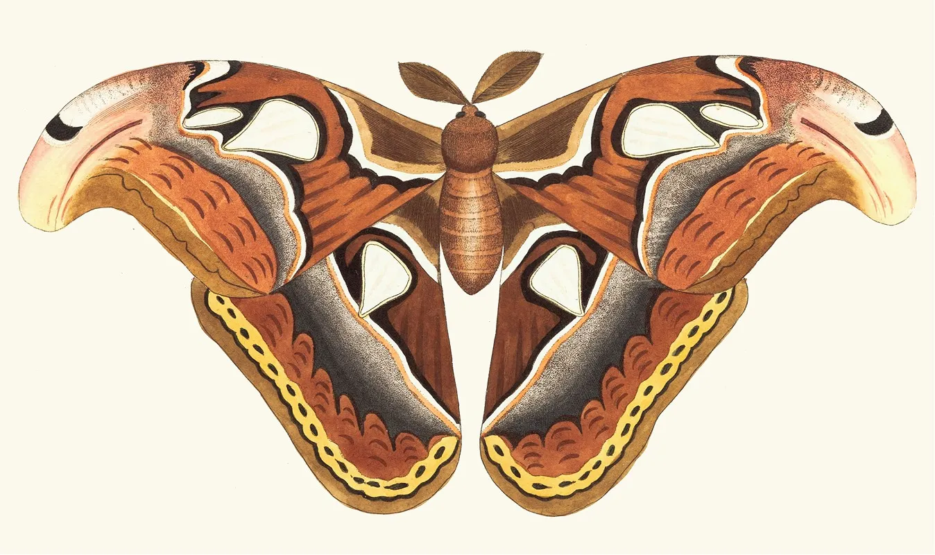 Atlas Moth Wall Art by George Shaw - High-Resolution Digital Print