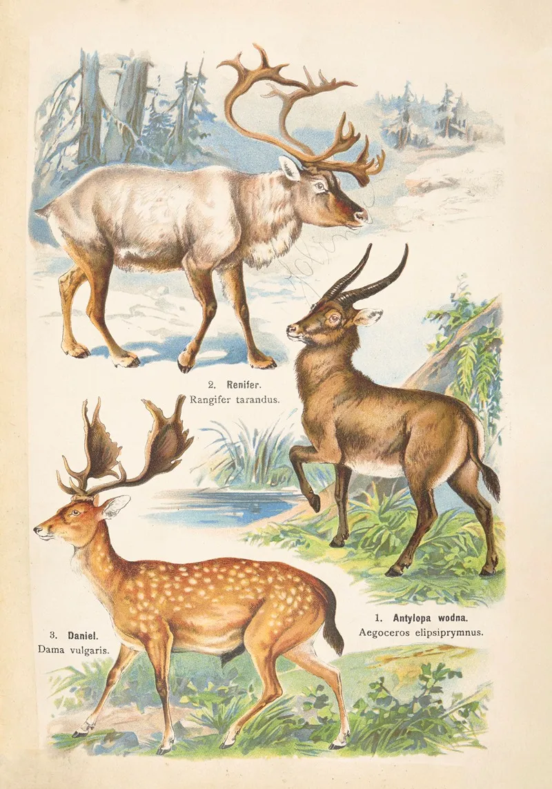 Atlas Panstwa Zwierzecego Pl 54 Wall Art by Kurt Lampert - High-Resolution Digital Print