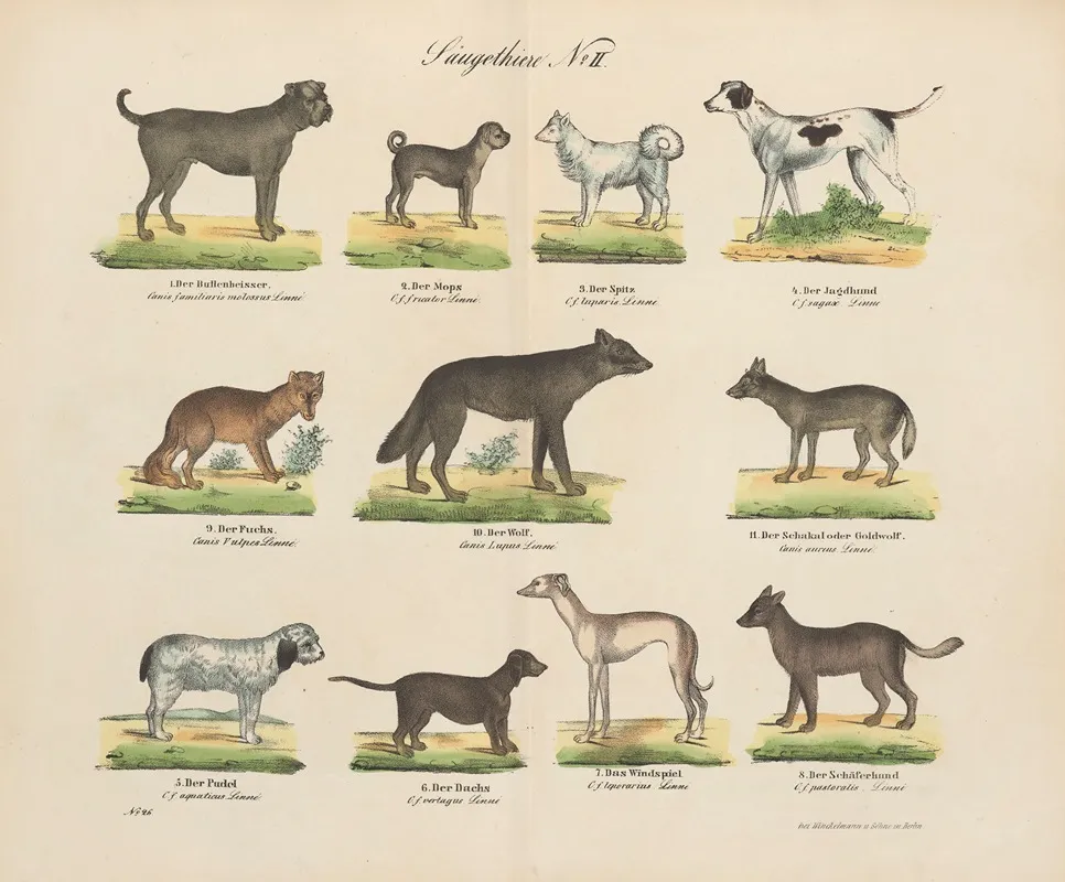 Atlas Zoologiczny W 45 Tablicach Pl 02 Wall Art by D. E. Friedlein - High-Resolution Digital Print