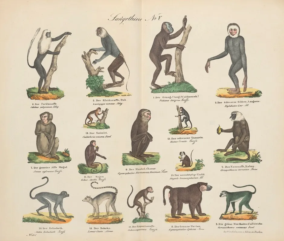 Atlas Zoologiczny W 45 Tablicach Pl 05 Wall Art by D. E. Friedlein - High-Resolution Digital Print