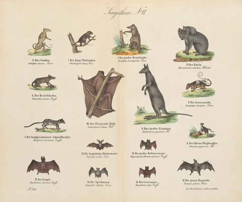 Atlas Zoologiczny W 45 Tablicach Pl 06 Wall Art by D. E. Friedlein - High-Resolution Digital Print