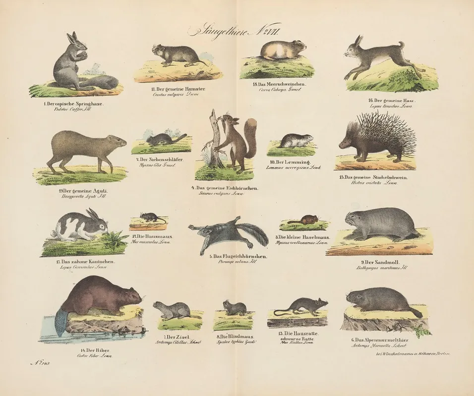 Atlas Zoologiczny W 45 Tablicach Pl 07 Wall Art by D. E. Friedlein - High-Resolution Digital Print